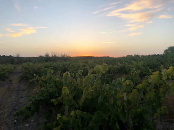 viñas atardecer a galería